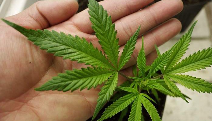 Cannabis Science Inc (OTCMKTS:CBIS) Plummets to New Lows
